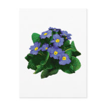Small Purple Primroses postcards