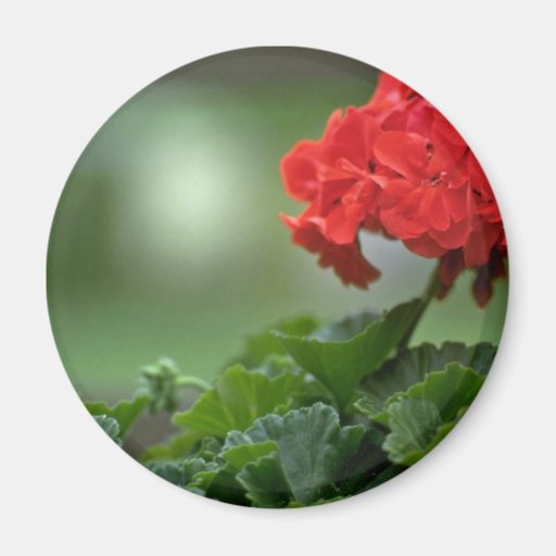 Small Red Bunch Fridge Magnets