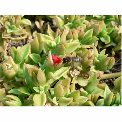 Small Red Flower Bush Cut Out by lifesphere