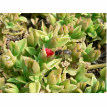 Small Red Flower Bush photo sculptures by lifesphere Small Red Flower Bush photo sculptures
