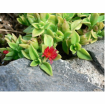 Small Red Flower photo sculptures