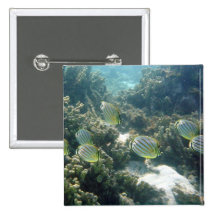 Small School of Butterfly Fish Pinback Buttons