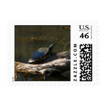 Small Size Turtle Postage postage