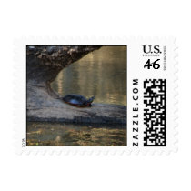 Small Size Turtle Postage postage