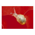 Small snail posters by Giancarlo_Lucerni Small snail posters