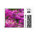 Small Stamp Pink Bougainvilleas zazzle_stamp