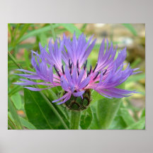 Small Summer Flower Print