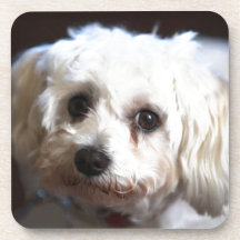 Small sweet dog beverage coasters