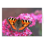Small tortoiseshell butterfly cards
