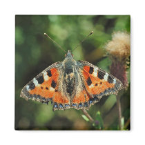 Small tortoiseshell butterfly magnet
