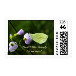 Small White Butterfly (Pieris rapae) stamps