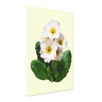 Small White Primroses canvas prints