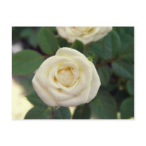 Small White Rose Postcard by greatphotos Small White Rose Postcard