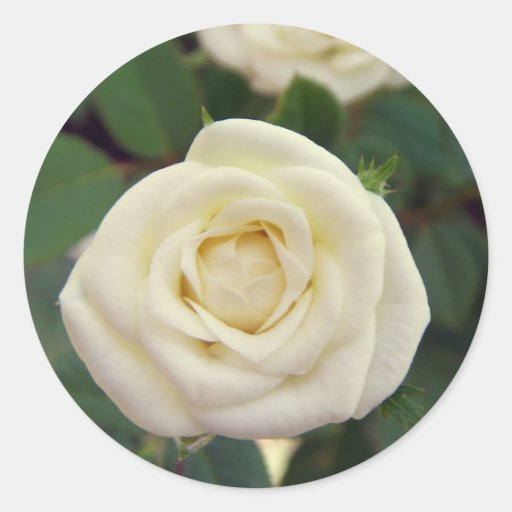 Small White Rose Sticker Zazzle
