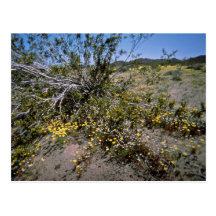 Small Wildflowers Under Brush flowers Postcard