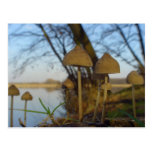 Small world - mushroom close up at lake postcard