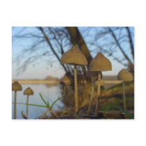 Small world postcards
