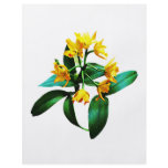 Small Yellow Orchid Full Color Flyer