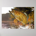 Smallmouth Bass Jumping Print