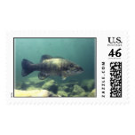 Smallmouth Bass
