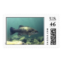 Smallmouth Bass postage by deannhilmoe Smallmouth Bass postage