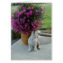 Smell the Flowers cards