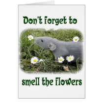 Smell the flowers cards by rattycorner Smell the flowers cards