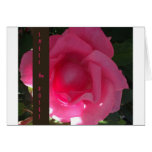 Smell the Roses - Pink Rose Message Greeting Cards
