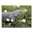Smelling the Daisies posters