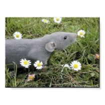 Smelling the Daisies posters by rattycorner Smelling the Daisies posters