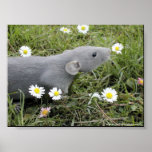 Smelling the Daisies posters
