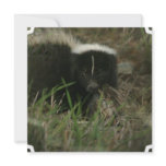 Smelly Skunk Invitations
