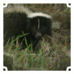 Smelly Skunk Invitations