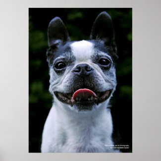 Smile! Boston Terrier Poster