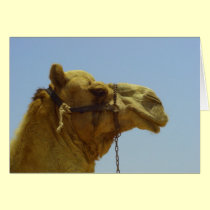 Smile - camel head and blue sky in Kuwait cards