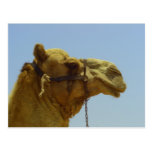 Smile - camel head with blue sky post card