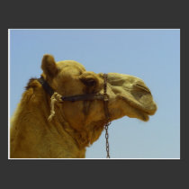 Smile - camel head with blue sky postcards