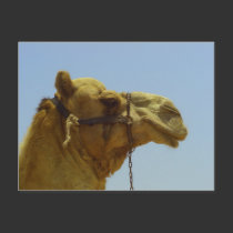 Smile - camel head with blue sky postcards