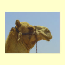 Smile - camel head with blue sky postcards