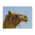 Smile - camel head with blue sky postcards by Rainmountain Smile - camel head with blue sky postcards