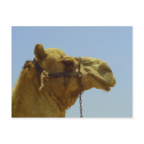 Smile - camel head with blue sky postcards