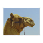 Smile - camel head with blue sky post card