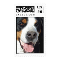 Smile! Greater Swiss Mountain Dog Postage