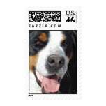Smile! Greater Swiss Mountain Dog Postage postage