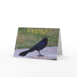 "Smile!" Greeting Card - Great-Tailed Grackle