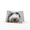 Smile Old English Sheepdog Card