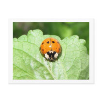 Smile! postcards