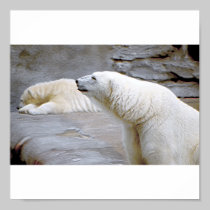 Smiley Bear Poster/Print