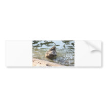 Smiley Duck Bumper Stickers