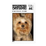 smiley yorkie stamps